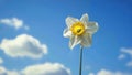 Wind on White Daffodil Flower with blue sky background