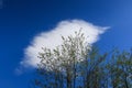 Wind windy branches sky leaves swept strong vision Royalty Free Stock Photo