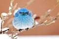 Windblown Bluebird Royalty Free Stock Photo