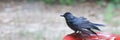 Windblown- Catbird Royalty Free Stock Photo