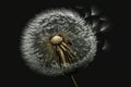 windblown dandelion seed head, with seeds floating away