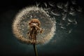 windblown dandelion seed head, with seeds floating away