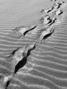 windblown footprints in the sand dunes