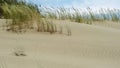 Windblown grass on ripple patterned sand dunes Royalty Free Stock Photo