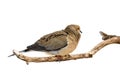 Windblown mourning dove Royalty Free Stock Photo