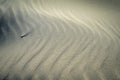 Windblown patterns in beach sand