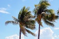 Windblown royal palm trees