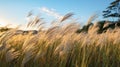 Windblown tall grass in an open field