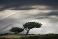 Windblown tree