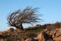 Windblown tree above Drought stricken Lake Isabella at sunset as seen from Yankee Canyon Ridge