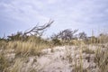 Windblown tree on the dunes