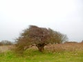 A very windblown tree - 1 Royalty Free Stock Photo