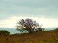 Windblown tree 2 Royalty Free Stock Photo