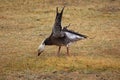 Windblown wings dark snow goose feeding Royalty Free Stock Photo