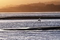 Windboard surfer zig zaging his way across the bay at Exmouth seafront during a golden sunset