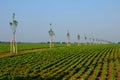 Windbreak in the middle of a plot with sugar beet in endless field rows. Newly planted trees divide the field and provide features