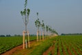 Windbreak in the middle of a plot with sugar beet in endless field rows. Newly planted trees divide the field and provide features