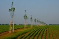 Windbreak in the middle of a plot with sugar beet in endless field rows. Newly planted trees divide the field and provide features