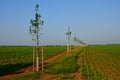 Windbreak in the middle of a plot with sugar beet in endless field rows. Newly planted trees divide the field and provide features