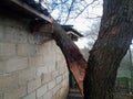 A windbroken apricot tree fell on shed and broke the roof Royalty Free Stock Photo