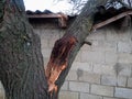 A windbroken apricot tree fell on shed and broke the roof Royalty Free Stock Photo