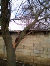 A windbroken apricot tree fell on shed and broke the roof