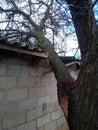 A windbroken apricot tree fell on shed and broke the roof