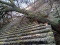 A windbroken apricot tree fell on shed and broke the roof