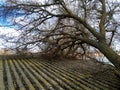 A windbroken apricot tree fell on shed and broke the roof