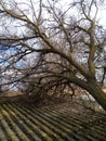 A windbroken apricot tree fell on shed and broke the roof