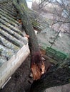 A windbroken apricot tree fell on shed and broke the roof Royalty Free Stock Photo