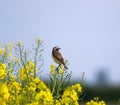 Whinchat on oil seed rape flowers.