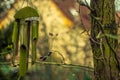 Windchime in the Czech Garden Royalty Free Stock Photo
