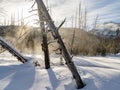 Winder wilderness on a cold morning with fog