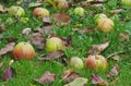 Windfall in orchard
