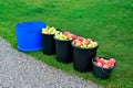 Windfall apple in buckets standing in garden