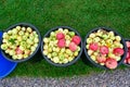Windfall apple in buckets standing in garden