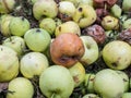 Windfall apple in the garden Royalty Free Stock Photo