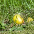 Windfall apple in the green grass