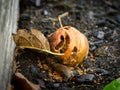 Windfall apple holed by wasps