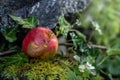 Windfall apple with a slug lying in the moss, beginning autumn in the garden, copy space, selected focus