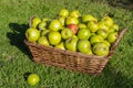 Windfall apples collected in wicker basket in Autumn.