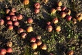 Windfall apples Royalty Free Stock Photo