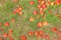 Windfall Apples of the Ground