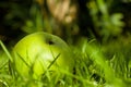 Windfall apples on the ground