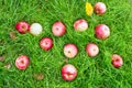 Windfall - apples lie on a meadow Royalty Free Stock Photo