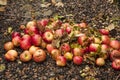 Windfall apples