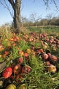 Windfall Apples