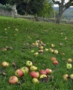 Windfall Apples