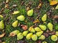 Windfall in Autumn, Pear Royalty Free Stock Photo